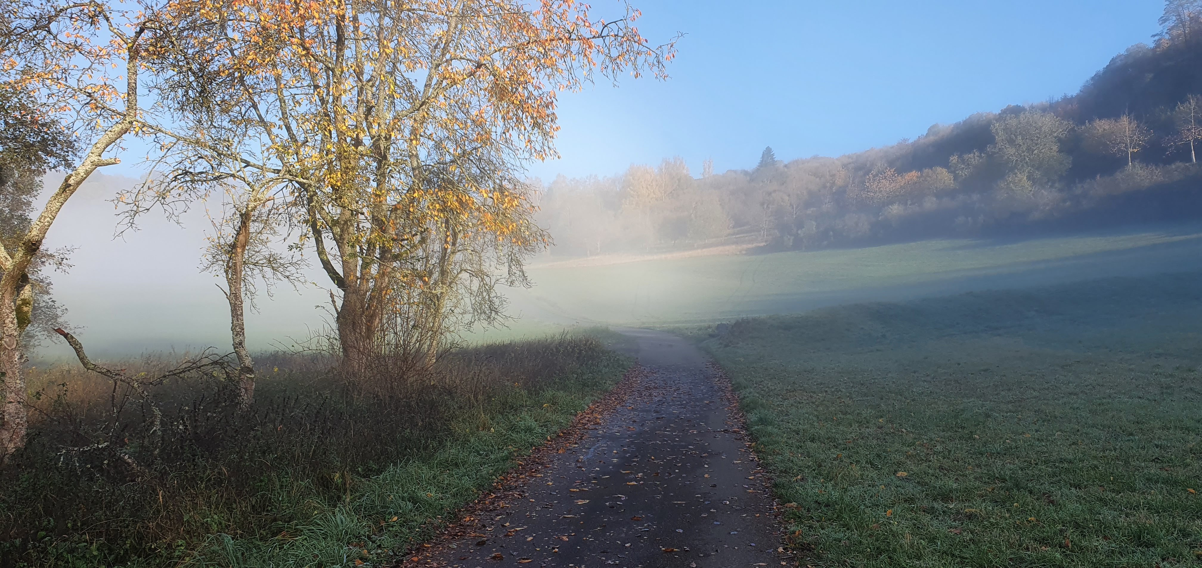 Umnebelter Baum 